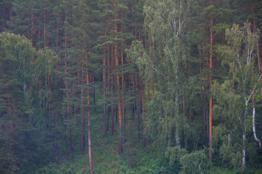 Купить Лес В Башкирии Цены